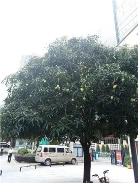 一大批芒果上树啦！路边的芒果究竟能不能吃？