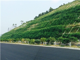 揭博高速公路边坡喷草