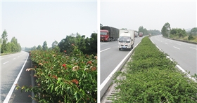 京珠南高速公路绿化工程