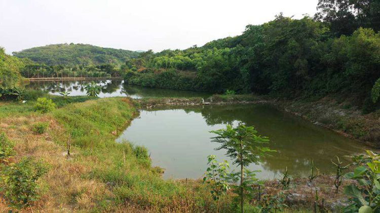 宏浩苗圃基地(一)