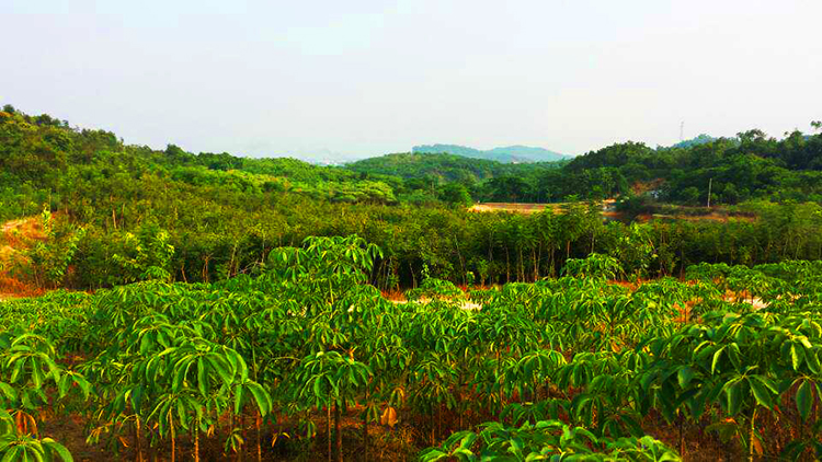 宏浩苗圃基地(二)