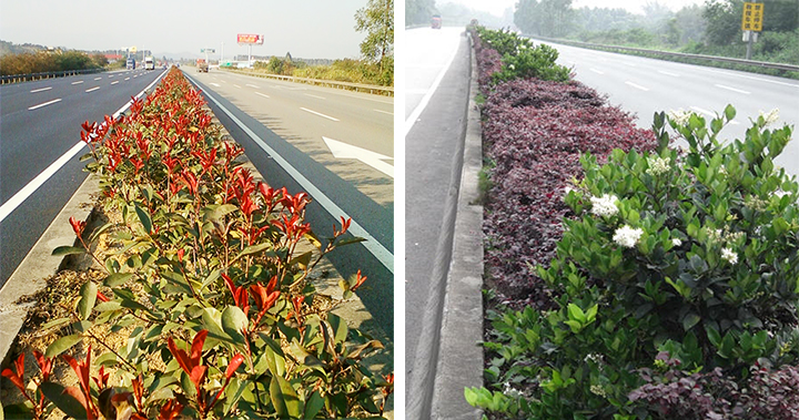 京珠南高速公路绿化工程