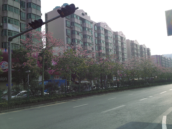 深圳布吉街道管养服务