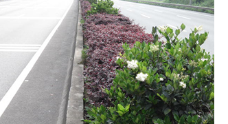京珠南高速公路绿化日常养护工程